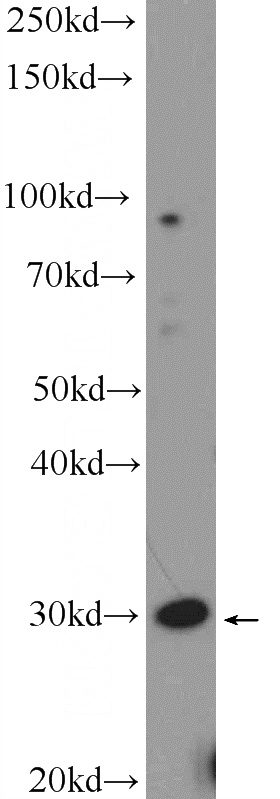 HeLa cells were subjected to SDS PAGE followed by western blot with Catalog No:110510(FAM92A1 Antibody) at dilution of 1:600