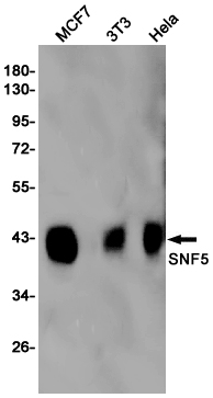 Western blot detection of SNF5 in MCF7,3T3,Hela cell lysates using SNF5 Rabbit pAb(1:1000 diluted).Predicted band size:44KDa.Observed band size:44KDa.