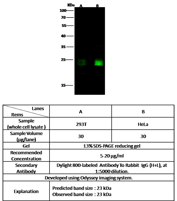 HMGB3 / HMG4 Antibody, Rabbit PAb, Antigen Affinity Purified, Western blot