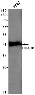 Western blot detection of HDAC8 in K562 cell lysates using HDAC8 Rabbit pAb(1:1000 diluted).Predicted band size:42kDa.Observed band size:42kDa.