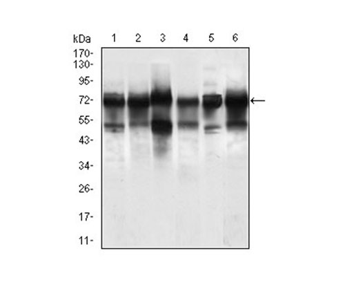 Fig3: Western blot analysis of WHSC2 on different cell lysate using anti-WHSC2 antibody at 1/1,000 dilution.; Positive control:; Line1:Jurkat Line2:HeLa Line3:HEK293; Line4:Rat brain Line5:A549 Line6:SPC-A-1