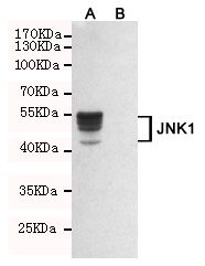 Western blot detection of JNK1 in CHO-K1 cell lysate(B) and CHO-K1 transfected by JNK1-fragment fusion protein(A) cell lysate using JNK1 mouse mAb (1:2000 diluted).Predicted band size:46,54KDa.Observed band size:46,54KDa.