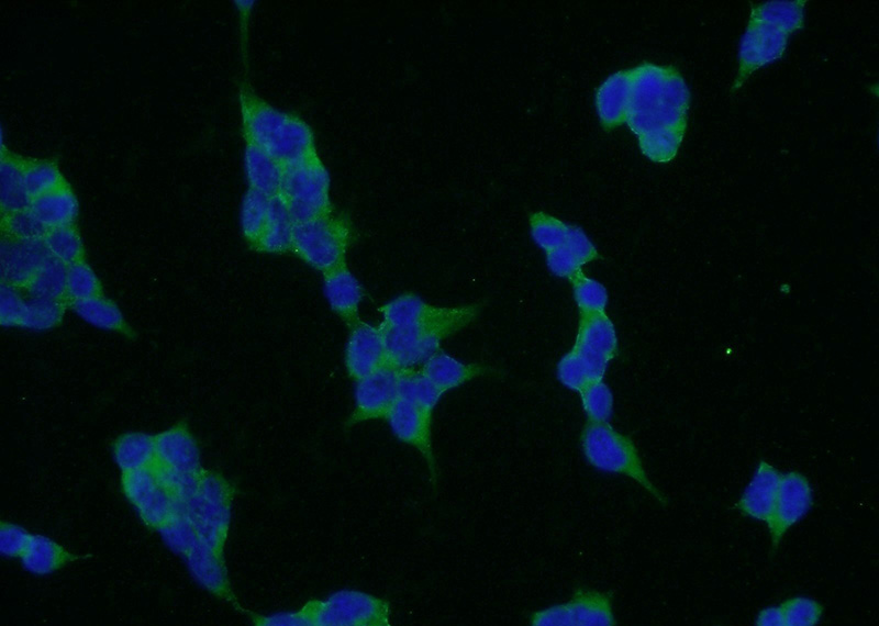 Immunofluorescent analysis of HEK-293 cells using Catalog No:109712(CYP7B1 Antibody) at dilution of 1:50 and Alexa Fluor 488-congugated AffiniPure Goat Anti-Rabbit IgG(H+L)