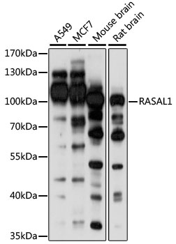 Western blot - RASAL1 Polyclonal Antibody 