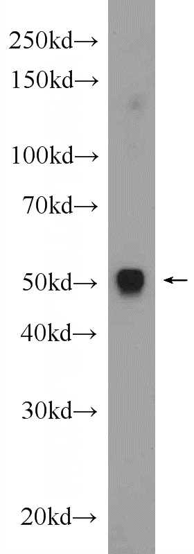 mouse heart tissue were subjected to SDS PAGE followed by western blot with Catalog No:113628(PD-L1/CD274 Antibody) at dilution of 1:300