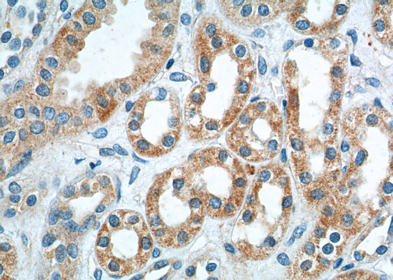 Immunohistochemistry of paraffin-embedded human kidney tissue slide using Catalog No:107936(AKD1 Antibody) at dilution of 1:200 (under 40x lens).