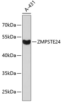 Western blot - ZMPSTE24 Polyclonal Antibody 