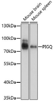 Western blot - PIGQ Polyclonal Antibody 
