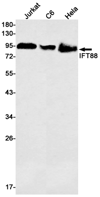Western blot detection of IFT88 in Jurkat,C6,Hela cell lysates using IFT88 Rabbit mAb(1:1000 diluted).Predicted band size:94kDa.Observed band size:94kDa.