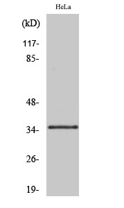Fig1:; Western Blot analysis of various cells using Olfactory receptor 10R2 Polyclonal Antibody