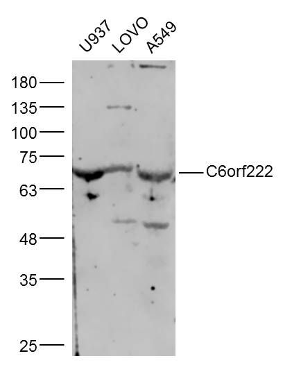 Fig1: Sample:; U937 Cell (Human) Lysate at 30 ug; LOVO Cell (Human) Lysate at 30 ug; A549 Cell (Human) Lysate at 30 ug; Primary: Anti-C6orf222 at 1/300 dilution; Secondary: IRDye800CW Goat Anti-Rabbit IgG at 1/20000 dilution; Predicted band size: 42 kD; Observed band size: 42 kD