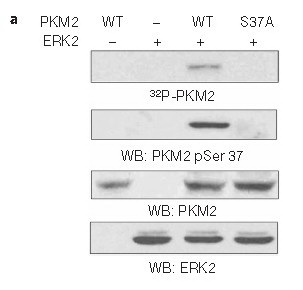 Western blot analysis of in vitro kinase assays carried out with puried active ERK2, wild-type (WT) PKM2 and PKM2 S37A mutant using PKM2(phospho-Ser37)Antibody .