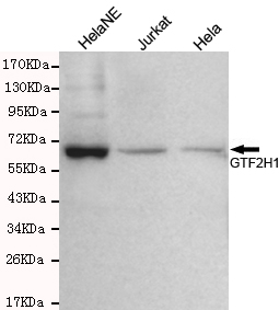 Western blot detection of GTF2H1 in Hela,Hela NE and Jurkat cell lysates using GTF2H1 mouse mAb (1:300 diluted).Predicted band size: 62KDa.Observed band size: 62KDa.