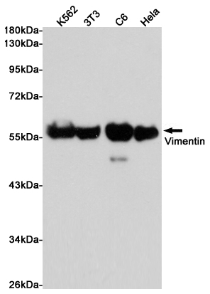 Western blot analysis of extracts from K562, 3T3, C6 and Hela cells using Vimentin Rabbit pAb at 1:1000 dilution. Predicted band size: 54kDa. Observed band size: 54kDa.