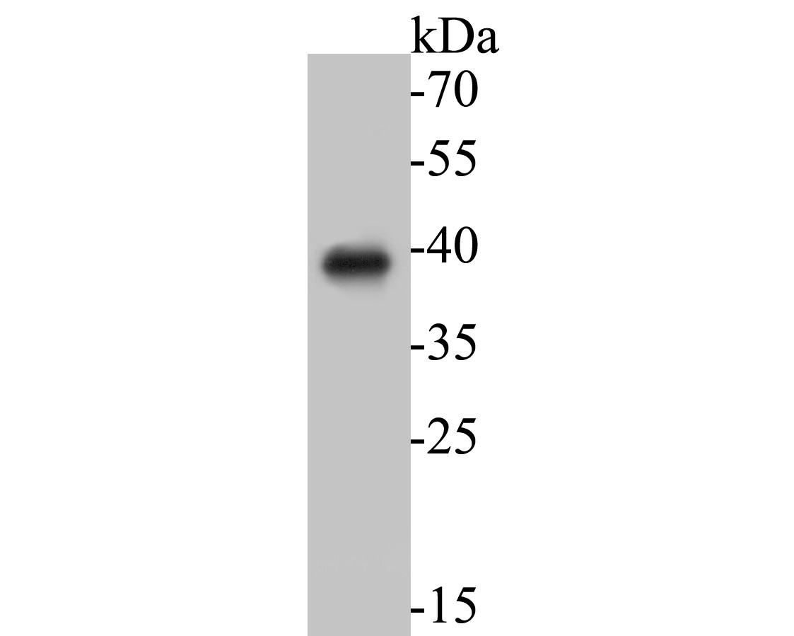 Fig1: Western blot analysis of Arogenate dehydratase on rice tissue lysates. Proteins were transferred to a PVDF membrane and blocked with 5% BSA in PBS for 1 hour at room temperature. The primary antibody ( 1/100) was used in 5% BSA at room temperature for 2 hours. Goat Anti-Rabbit IgG - HRP Secondary Antibody (HA1001) at 1:5,000 dilution was used for 1 hour at room temperature.