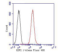 Fig6:; Flow cytometric analysis of KCNK2 was done on A549 cells. The cells were fixed, permeabilized and stained with the primary antibody ( 1/100) (red). After incubation of the primary antibody at room temperature for an hour, the cells were stained with a Alexa Fluor 488-conjugated goat anti-rabbit IgG Secondary antibody at 1/500 dilution for 30 minutes.Unlabelled sample was used as a control (cells without incubation with primary antibody; black).