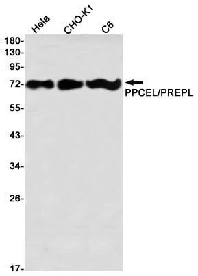 Western blot detection of PPCEL/PREPL in Hela,CHO-K1,C6 using PPCEL/PREPL Rabbit mAb(1:1000 diluted)