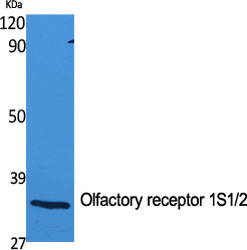 Fig1:; Western Blot analysis of various cells using Olfactory receptor 1S1/2 Polyclonal Antibody