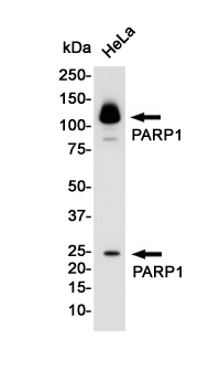 Western blot detection of PARP in Hela cell lysates using PARP Rabbit pAb(1:1000 diluted).Predicted band size:113KDa.Observed band size:116,24KDa.
