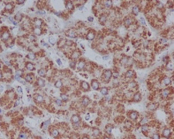 Immunohistochemical analysis of paraffin-embedded human liver, using VDAC1 Antibody.