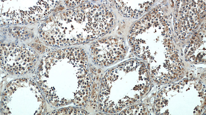 Immunohistochemical of paraffin-embedded human testis using Catalog No:108696(NCRNA00153 antibody) at dilution of 1:100 (under 10x lens)