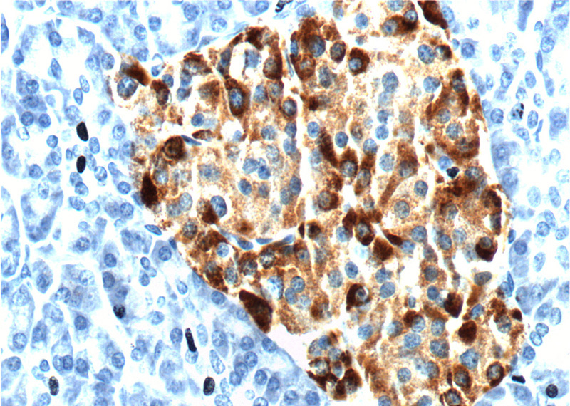 Immunohistochemistry of paraffin-embedded human pancreas tissue slide using Catalog No:109287(CHGA Antibody) at dilution of 1:400 (under 40x lens).