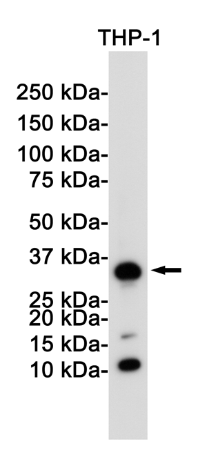 Western blot detection of CD8 in THP-1 cell lysates using CD8 Rabbit pAb(1:1000 diluted).Predicted band size:26KDa.Observed band size:29KDa.