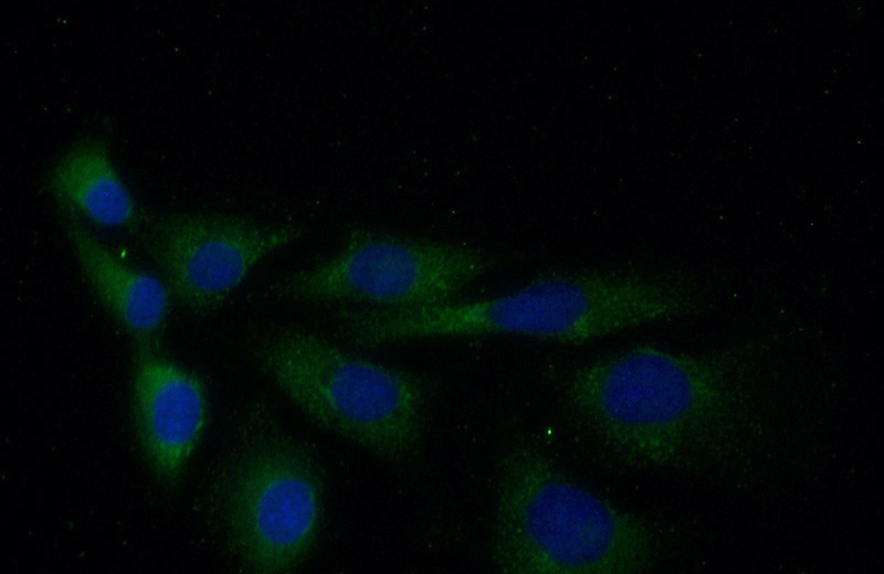 Immunofluorescent analysis of (-20oc Ethanol) fixed SKOV-3 cells using Catalog No:108026(APOBEC3C Antibody) at dilution of 1:50 and Alexa Fluor 488-congugated AffiniPure Goat Anti-Rabbit IgG(H+L)
