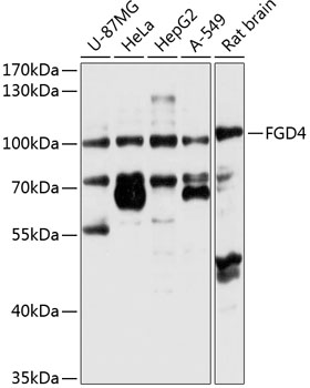 Western blot - FGD4 Polyclonal Antibody 