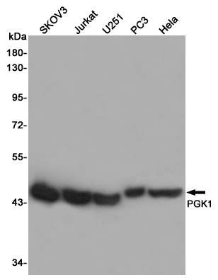 Western blot analysis of PGK1 expression in SKOV3,Jurkat,U251,PC3 and Hela cell lysates using PGK1 antibody at 1/1000 dilution.Predicted band size:44KDa.Observed band size:44KDa.