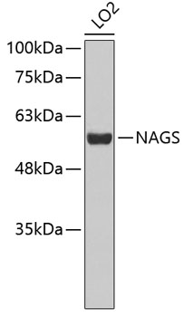 Western blot - NAGS Polyclonal Antibody 