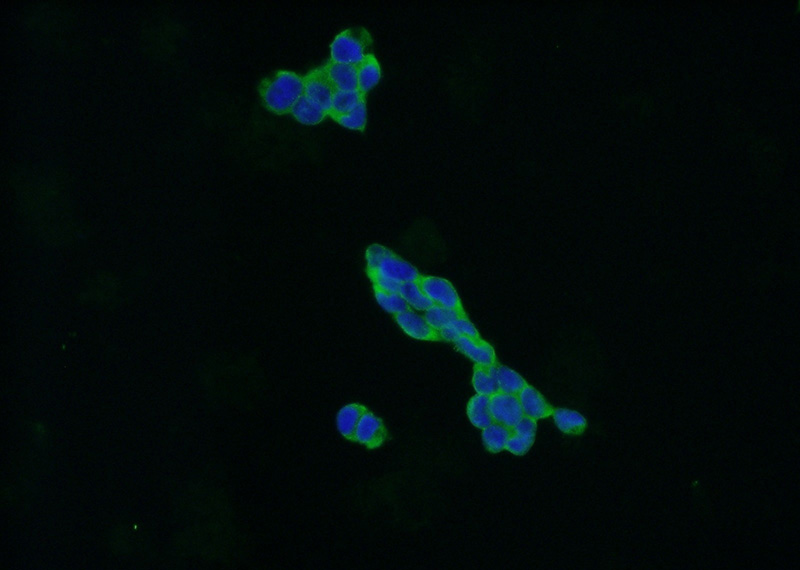 Immunofluorescent analysis of HEK-293 cells using Catalog No:109648(CXorf15 Antibody) at dilution of 1:50 and Alexa Fluor 488-congugated AffiniPure Goat Anti-Rabbit IgG(H+L)