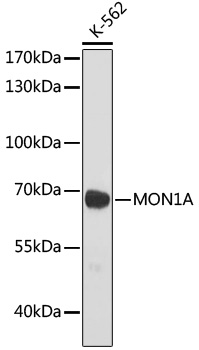 Western blot - MON1A Polyclonal Antibody 