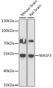 Western blot - WASF3 Polyclonal Antibody 