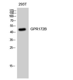 Fig1:; Western Blot analysis of 293T cells using GPR172B Polyclonal Antibody diluted at 1: 1000