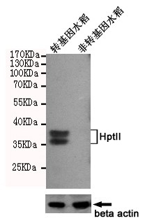 Western blot detection of HptII in Trangenic rice (leaf) and Non-trangenic rice (leaf) cell lysates using HptII mouse mAb (1:1000 diluted).Predicted band size:36,38KDa.Observed band size:36,38KDa. Beta-actin mouse mAb(200068-8F10, 1:1000 diluted) was used as a loading control.