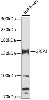 Western blot - GRIP1 Polyclonal Antibody 
