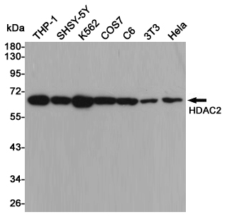 Western blot detection of HDAC2 in THP-1,SHSY-5Y,K562,COS7,C6,3T3 and Hela cell lysates using HDAC2 mouse mAb(dilution 1:1000).Predicted band size:60kDa.Observed band size:60kDa.