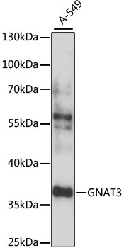 Western blot - GNAT3 Polyclonal Antibody 