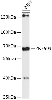 Western blot - ZNF599 Polyclonal Antibody 