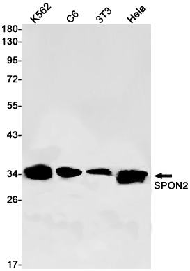 Western blot detection of SPON2 in K562,C6,3T3,Hela cell lysates using SPON2 Rabbit pAb(1:1000 diluted).Predicted band size:36kDa.Observed band size:36kDa.
