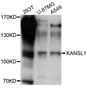Western blot - KANSL1 Polyclonal Antibody 