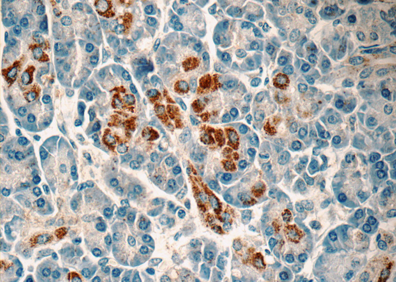 Immunohistochemistry of paraffin-embedded human pancreas tissue slide using Catalog No:110784(FSTL1 Antibody) at dilution of 1:50 (under 40x lens)