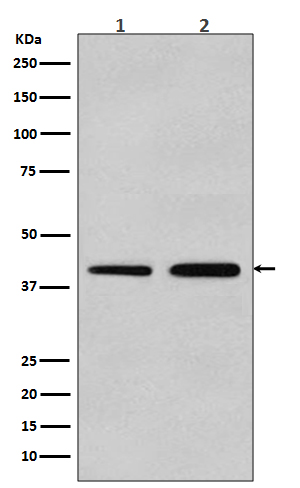 Western blot analysis of alpha smooth muscle Actin expression in (1)A549 cell lysate; (2)C2C12 cell lysate using alpha-SMA antibody.