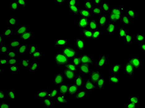 Immunofluorescence - GPS1 Polyclonal Antibody 