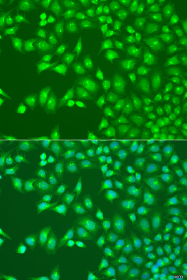 Immunofluorescence - UBA3 Polyclonal Antibody 