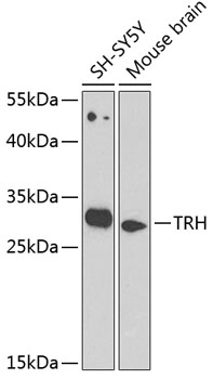 Western blot - TRH Polyclonal Antibody 