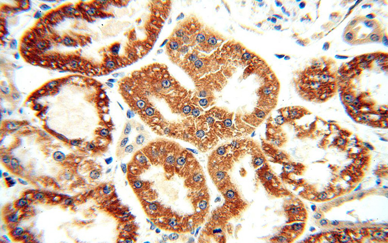 Immunohistochemical of paraffin-embedded human kidney using Catalog No:107851(AIF antibody) at dilution of 1:100 (under 40x lens)