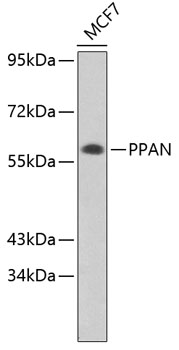 Western blot - PPAN Polyclonal Antibody 
