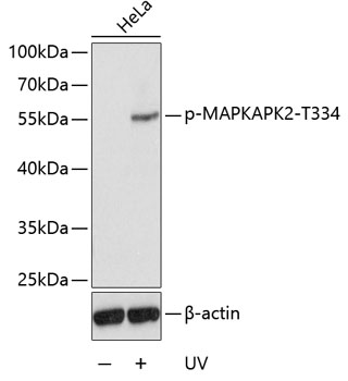 Western blot - Phospho-MAPKAPK2-T334 pAb 